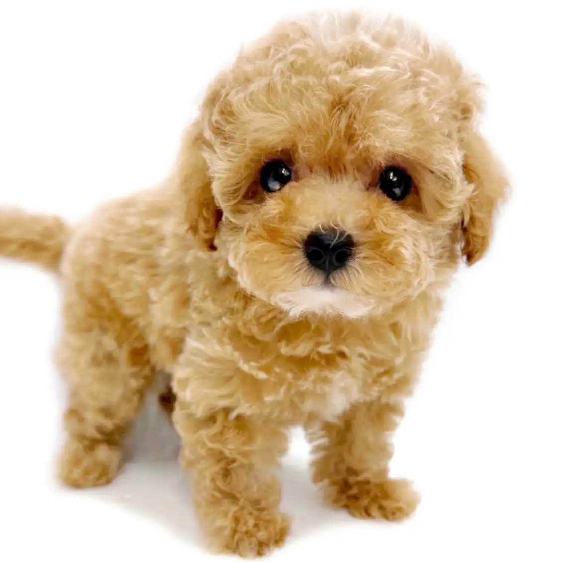 MIX（チワワ×トイプードル）