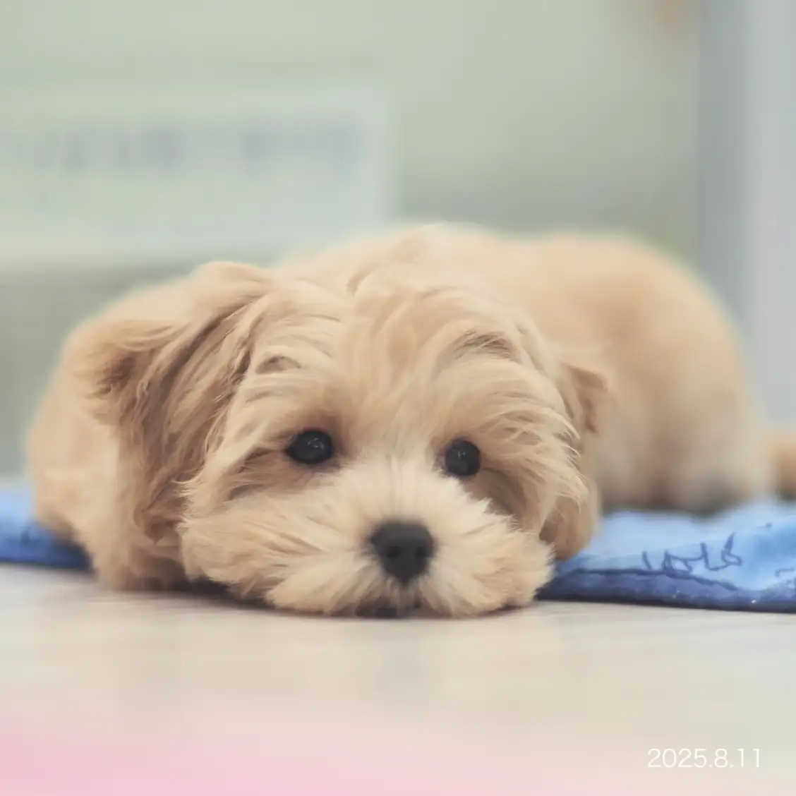 MIX(マルチーズ×トイプードル)