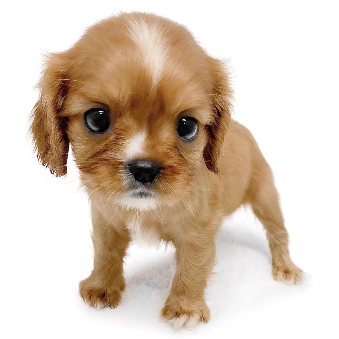 キャバリア・キングチャールズ・スパニエル