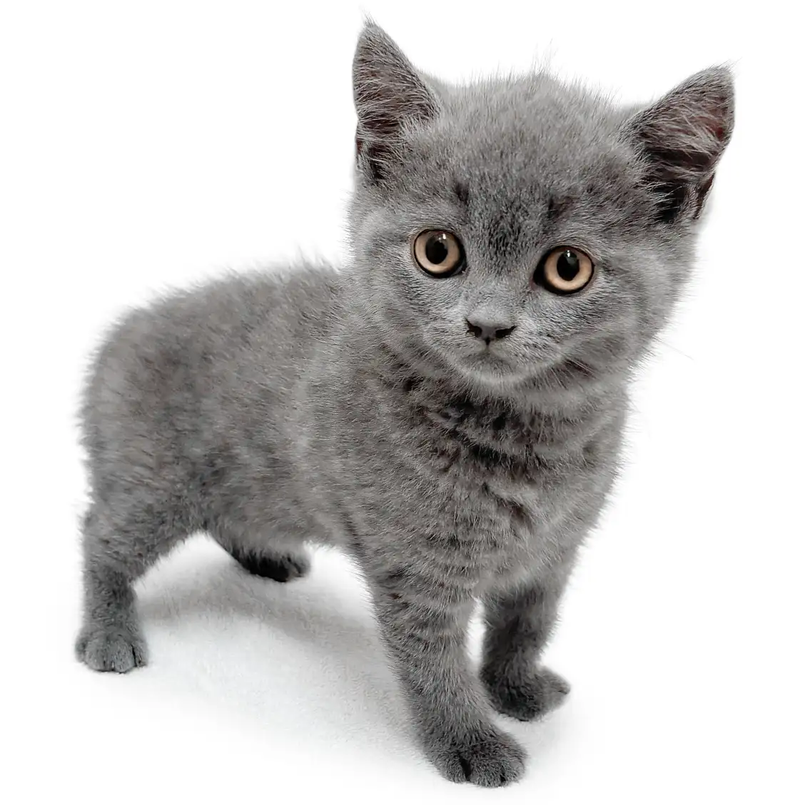 ブリティッシュショートヘア