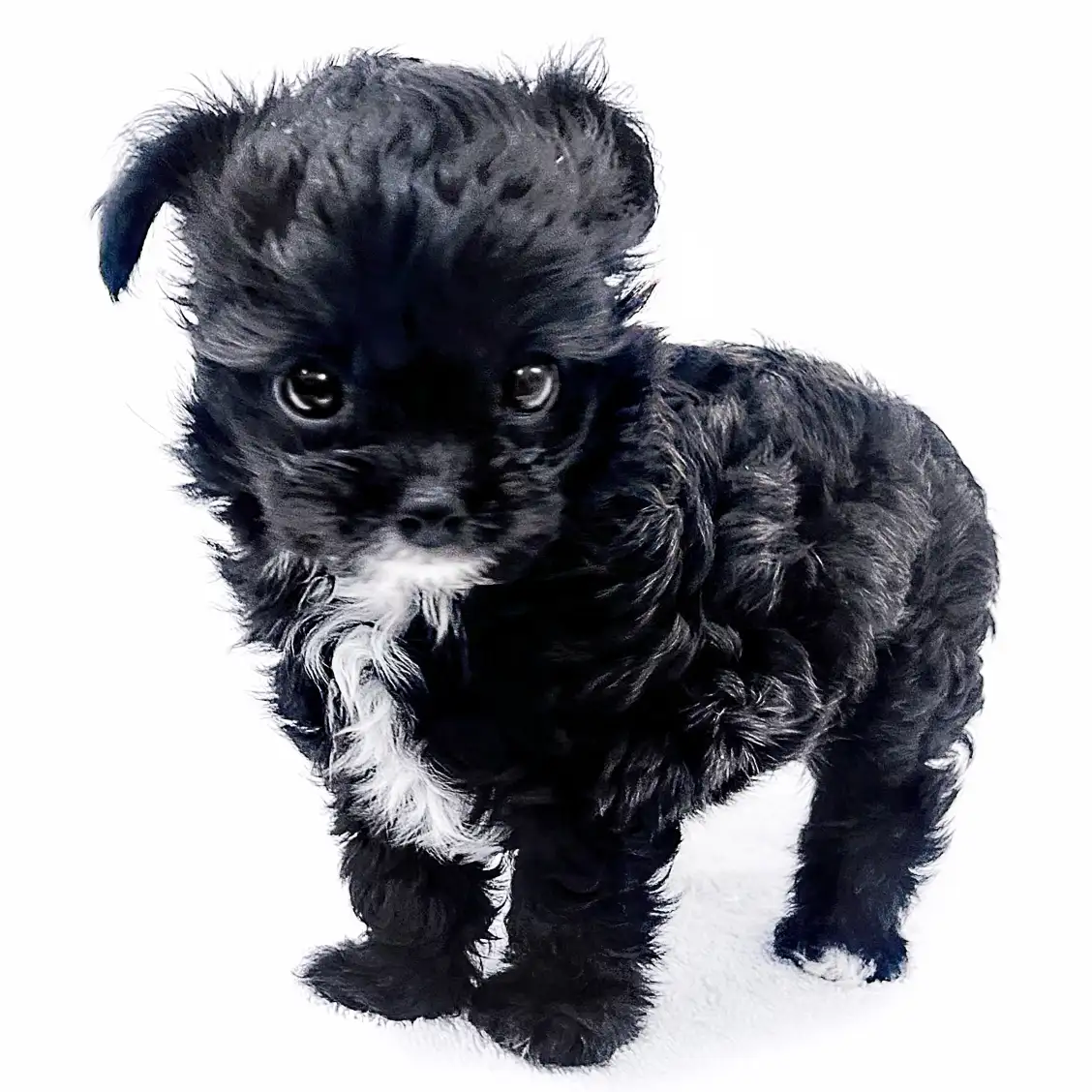 MIX（チワワ×トイプードル）