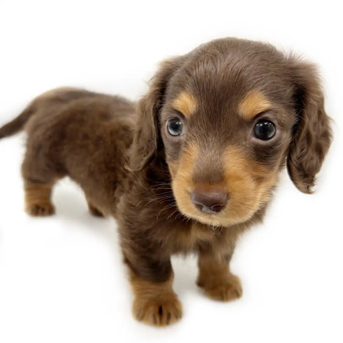 ミニチュア・ダックスフント