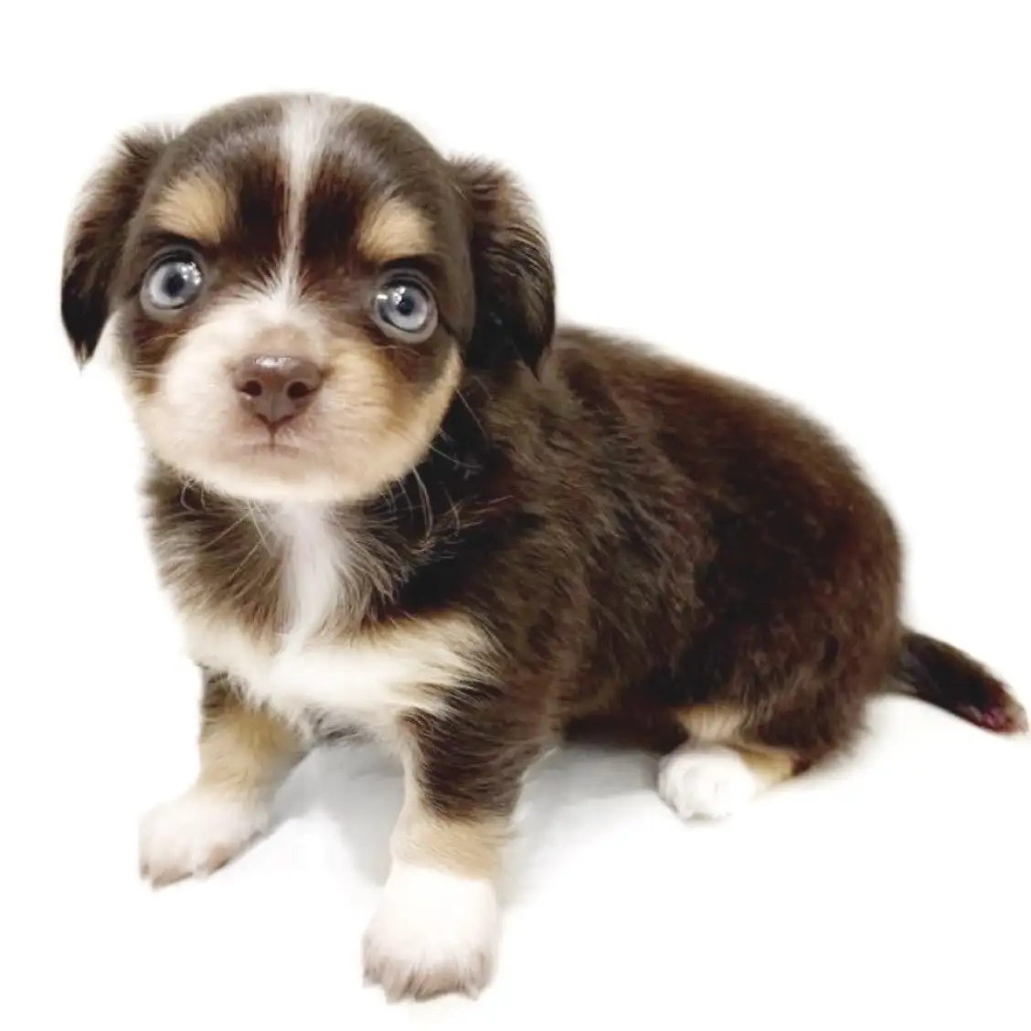 MIX（チワワ×ミニチュアダックスフント）