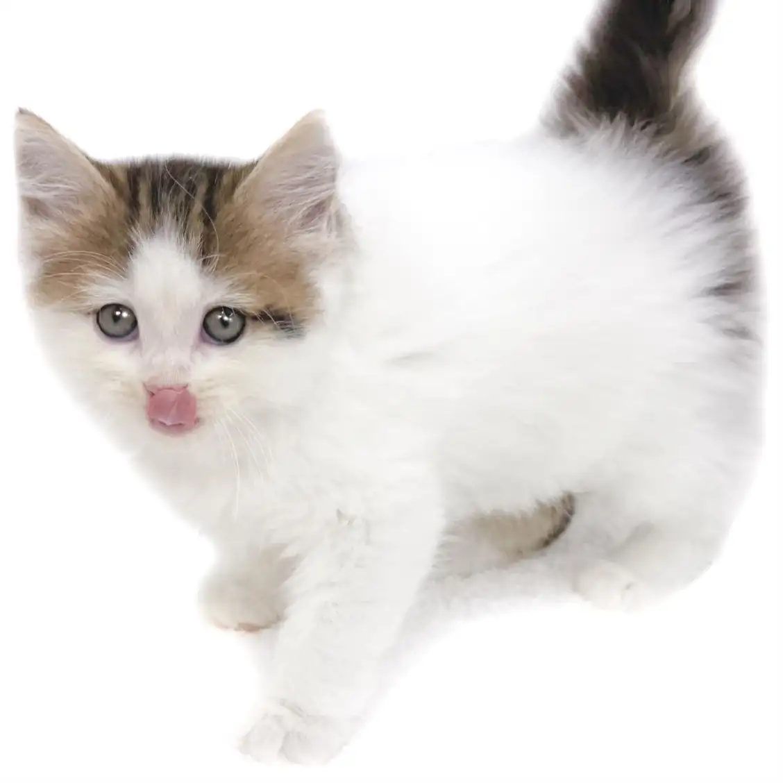 ノルウェージャンフォレストキャット