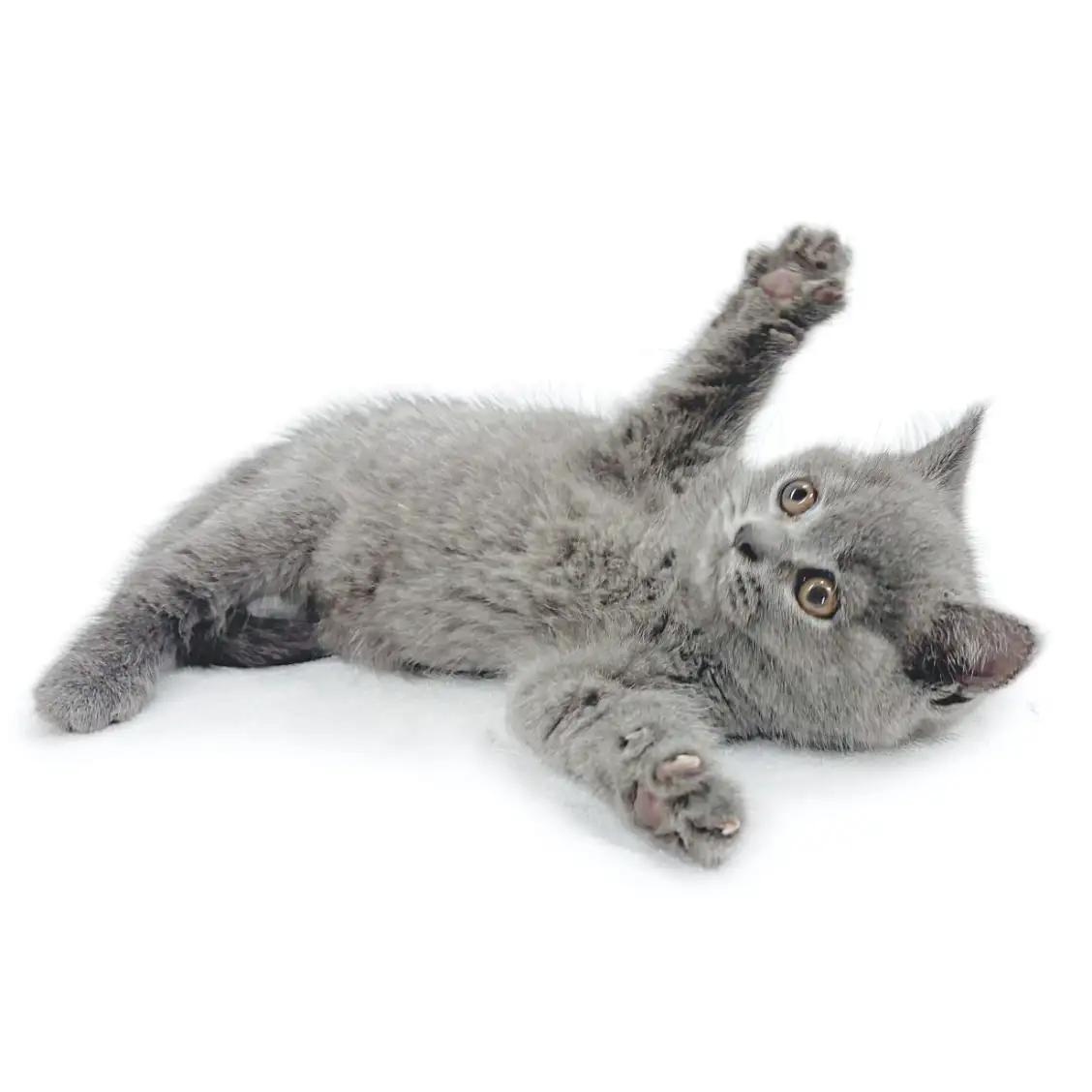 ブリティッシュショートヘア