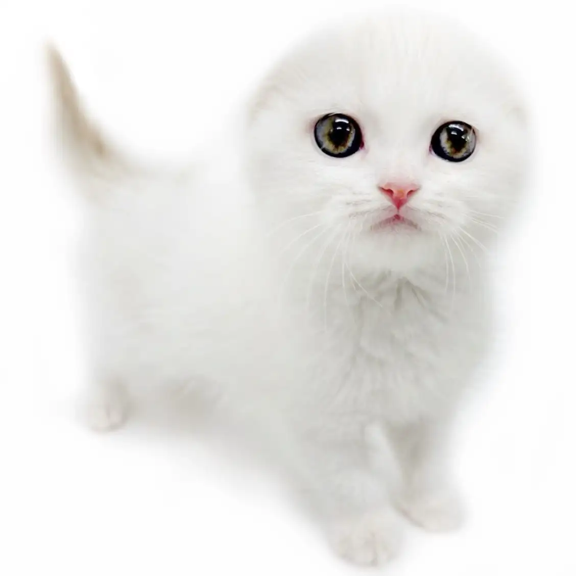 スコティッシュフォールド