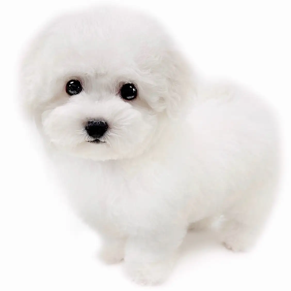 ビションフリーゼ