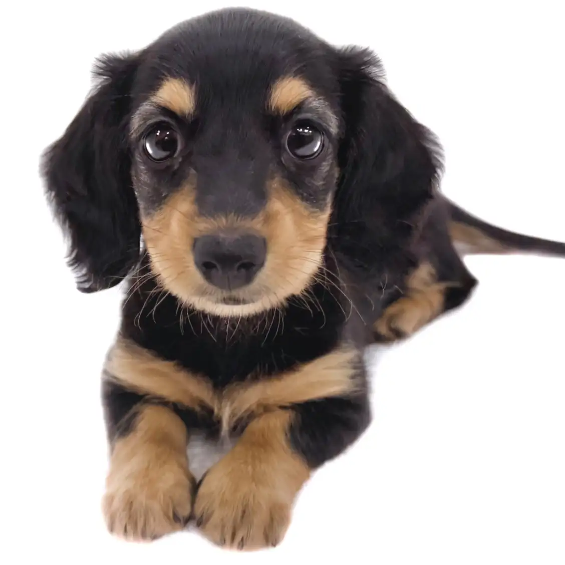 ミニチュア・ダックスフント