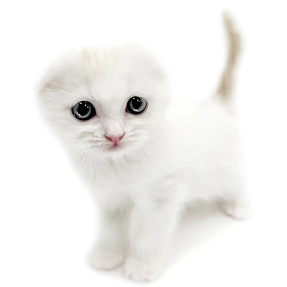 スコティッシュフォールド