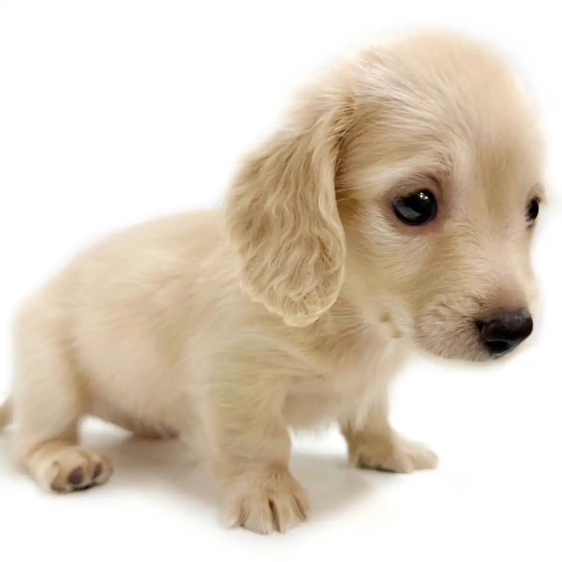 カニンヘン・ダックスフント