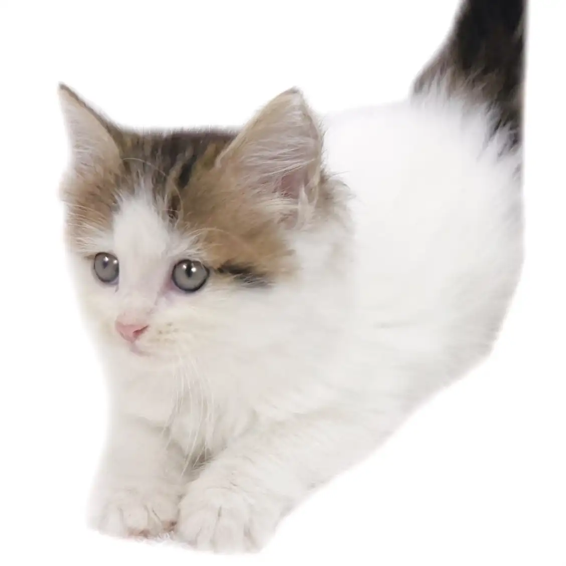 ノルウェージャンフォレストキャット