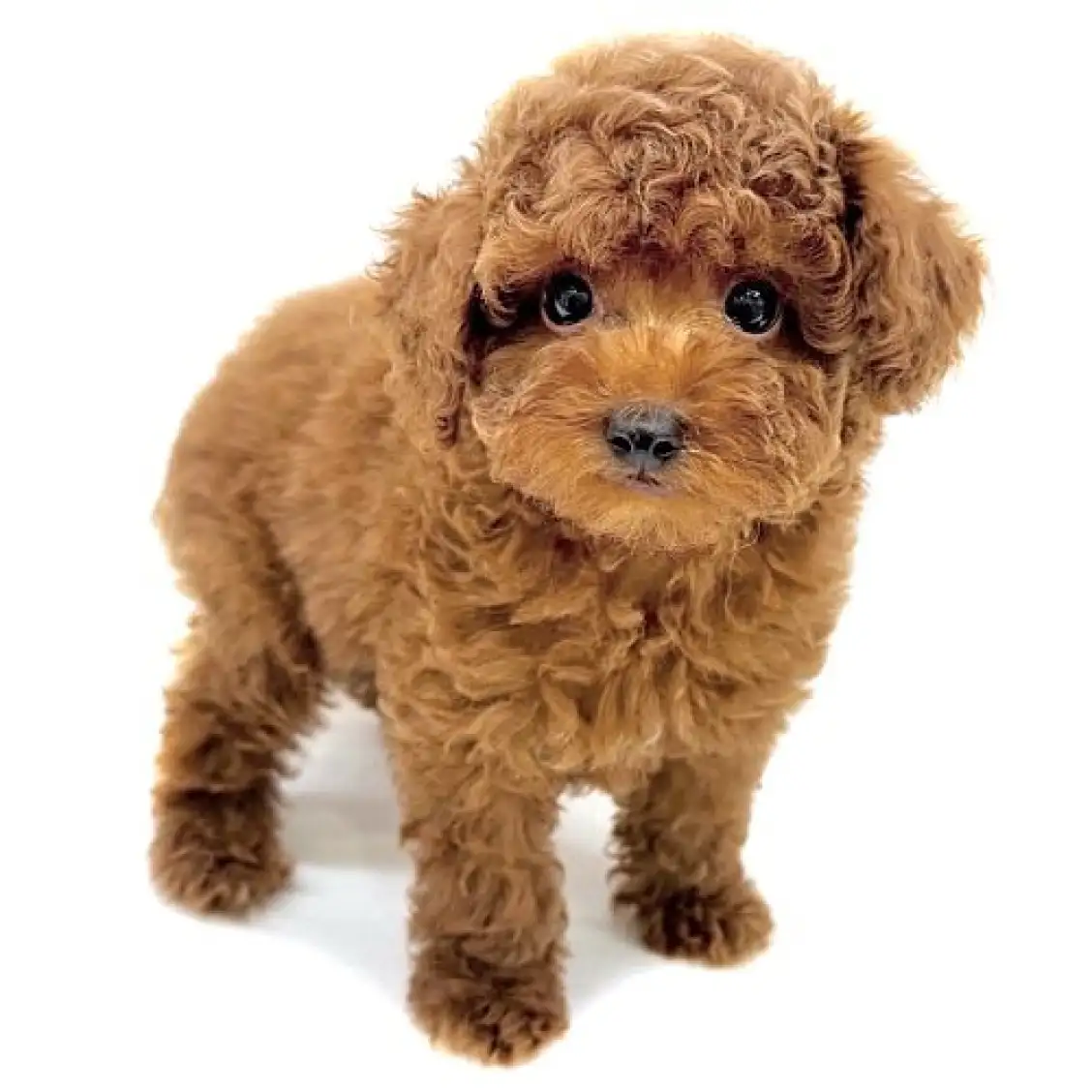 トイ・プードル