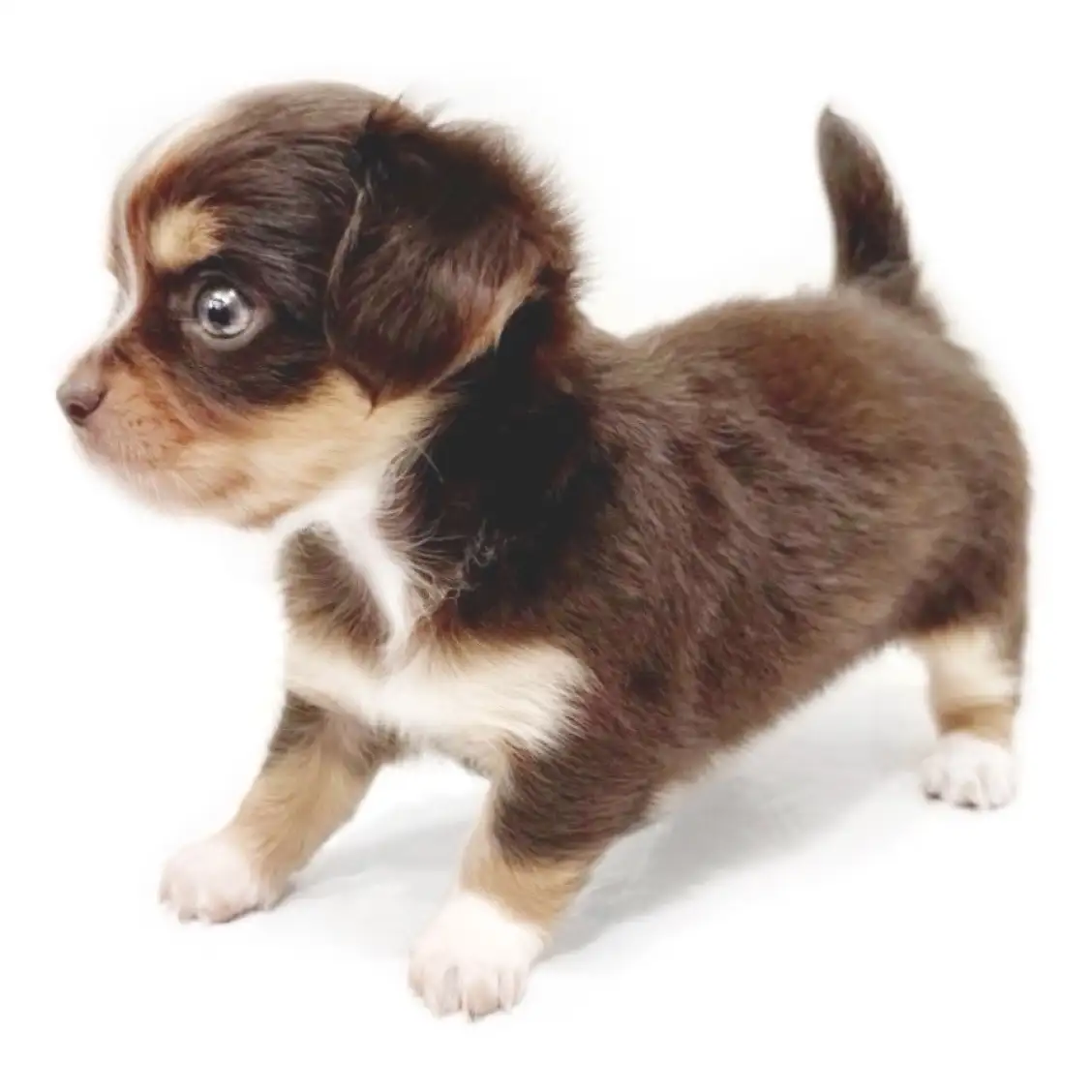 MIX（チワワ×ミニチュアダックスフント）