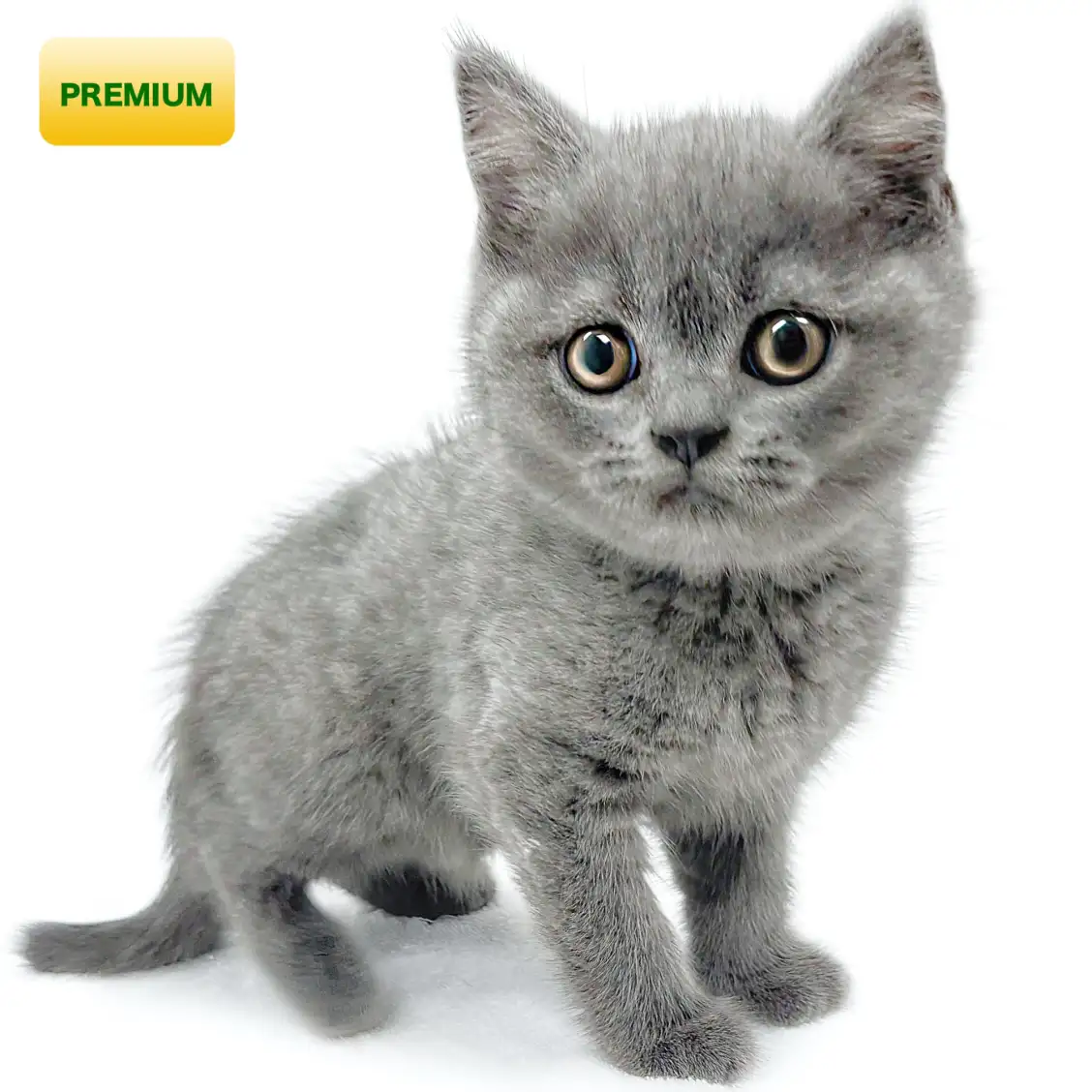 ブリティッシュショートヘア