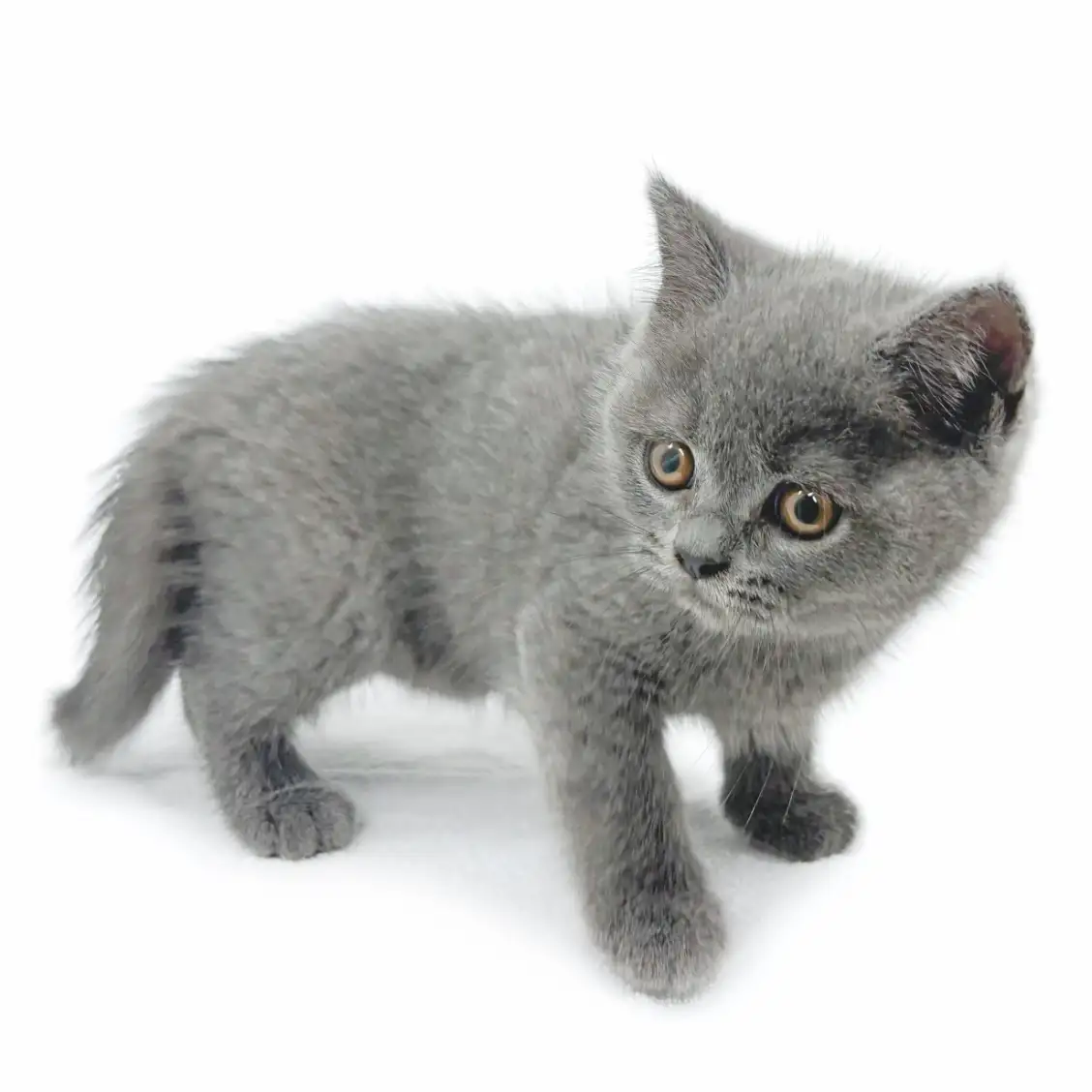 ブリティッシュショートヘア