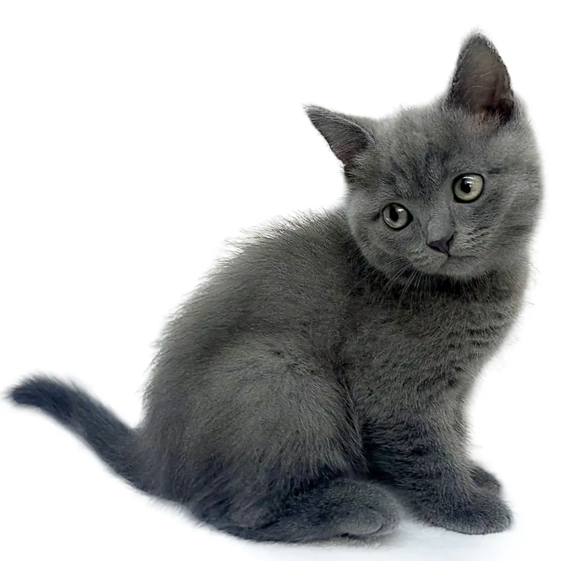 ブリティッシュショートヘア