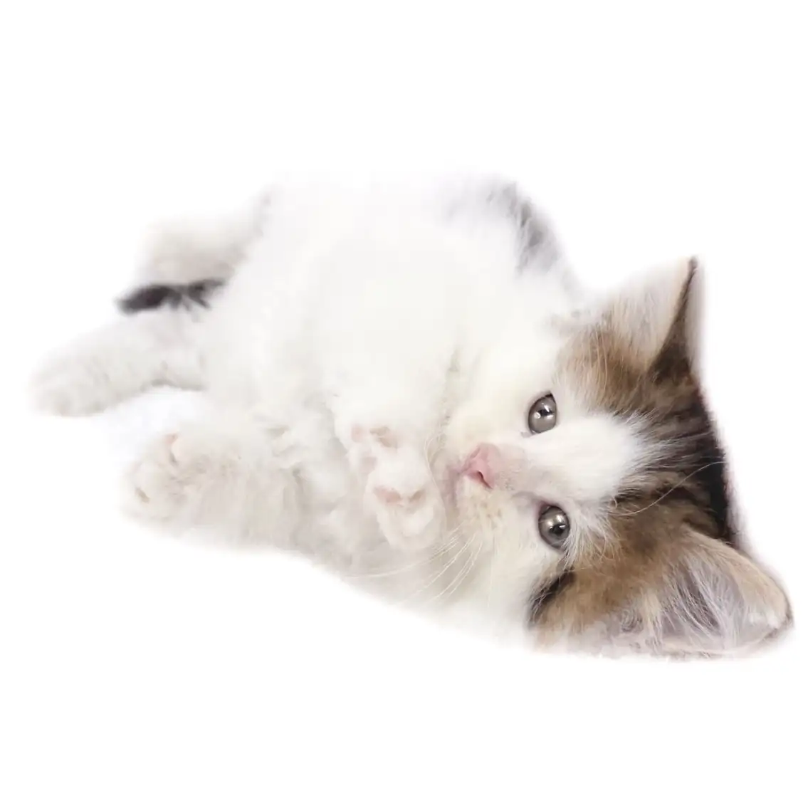 ノルウェージャンフォレストキャット