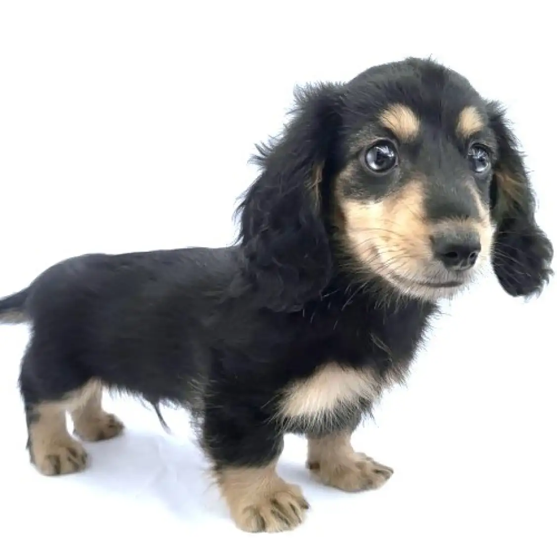 ミニチュア・ダックスフント