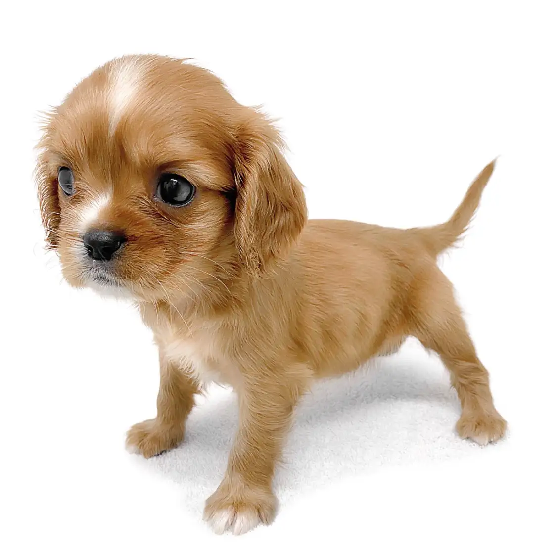 キャバリア・キングチャールズ・スパニエル