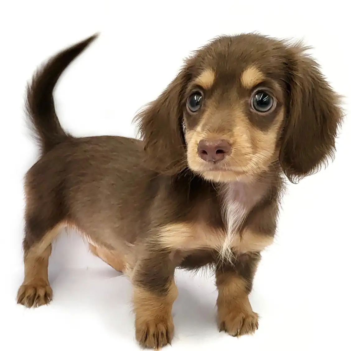 ミニチュア・ダックスフント