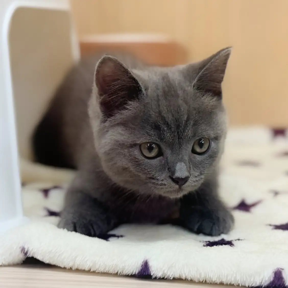 ブリティッシュショートヘア