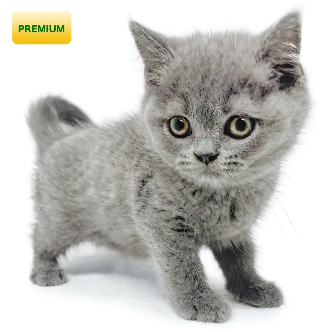 ブリティッシュショートヘア