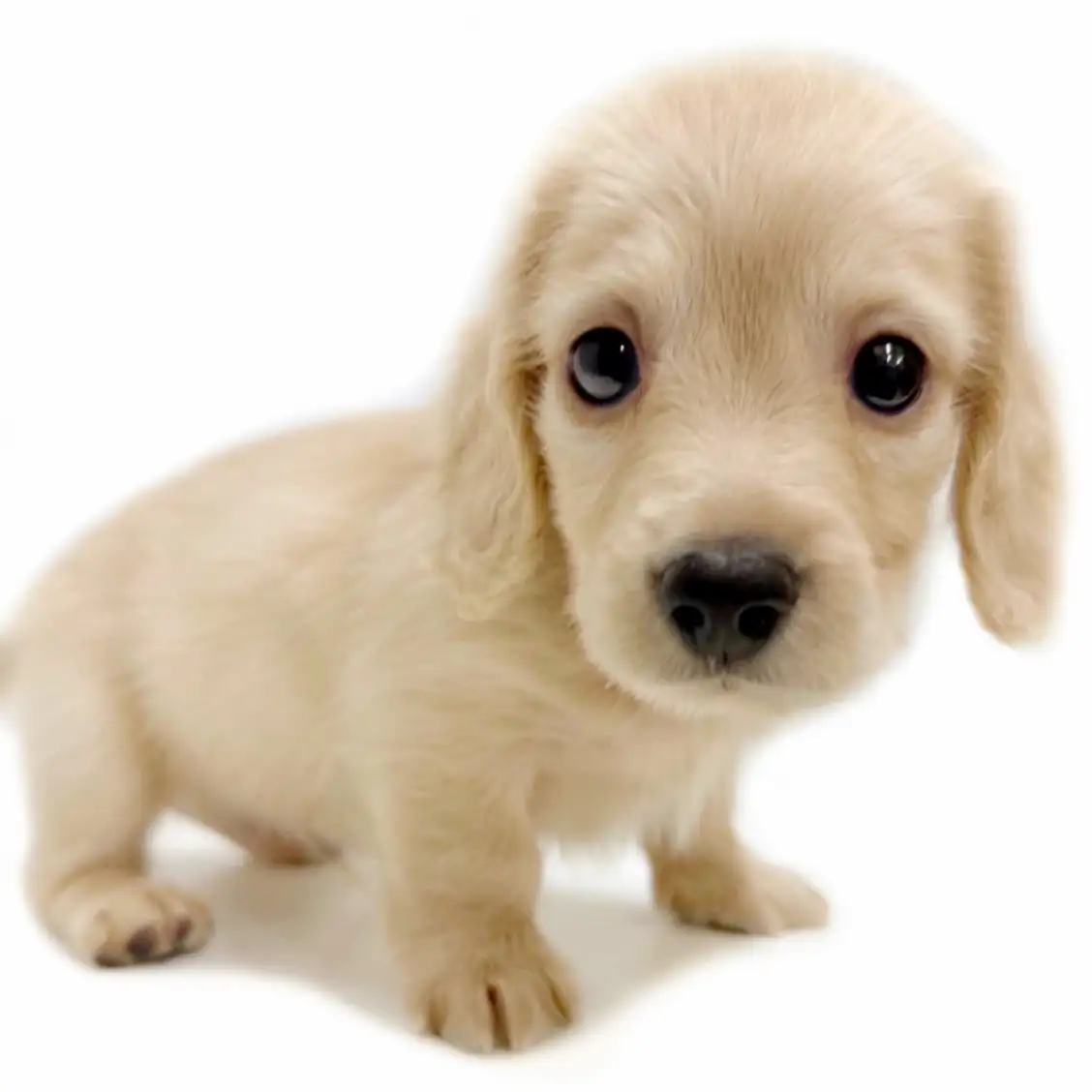 カニンヘン・ダックスフント