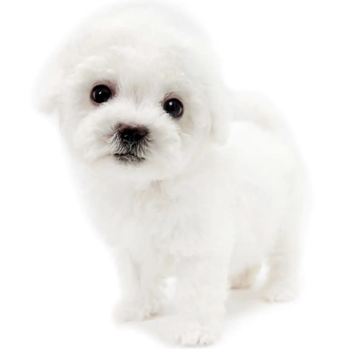 ビションフリーゼ