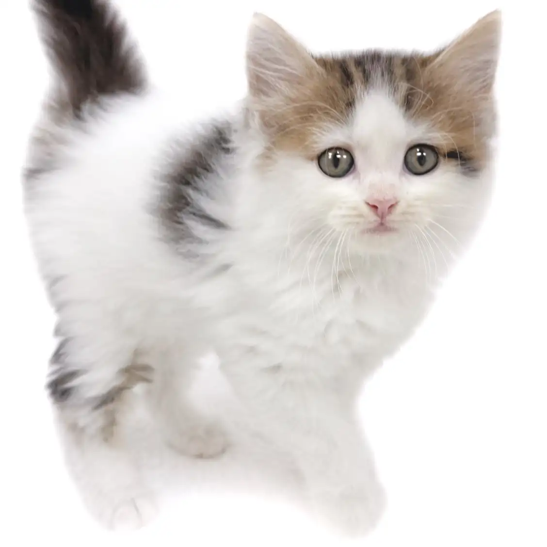 ノルウェージャンフォレストキャット