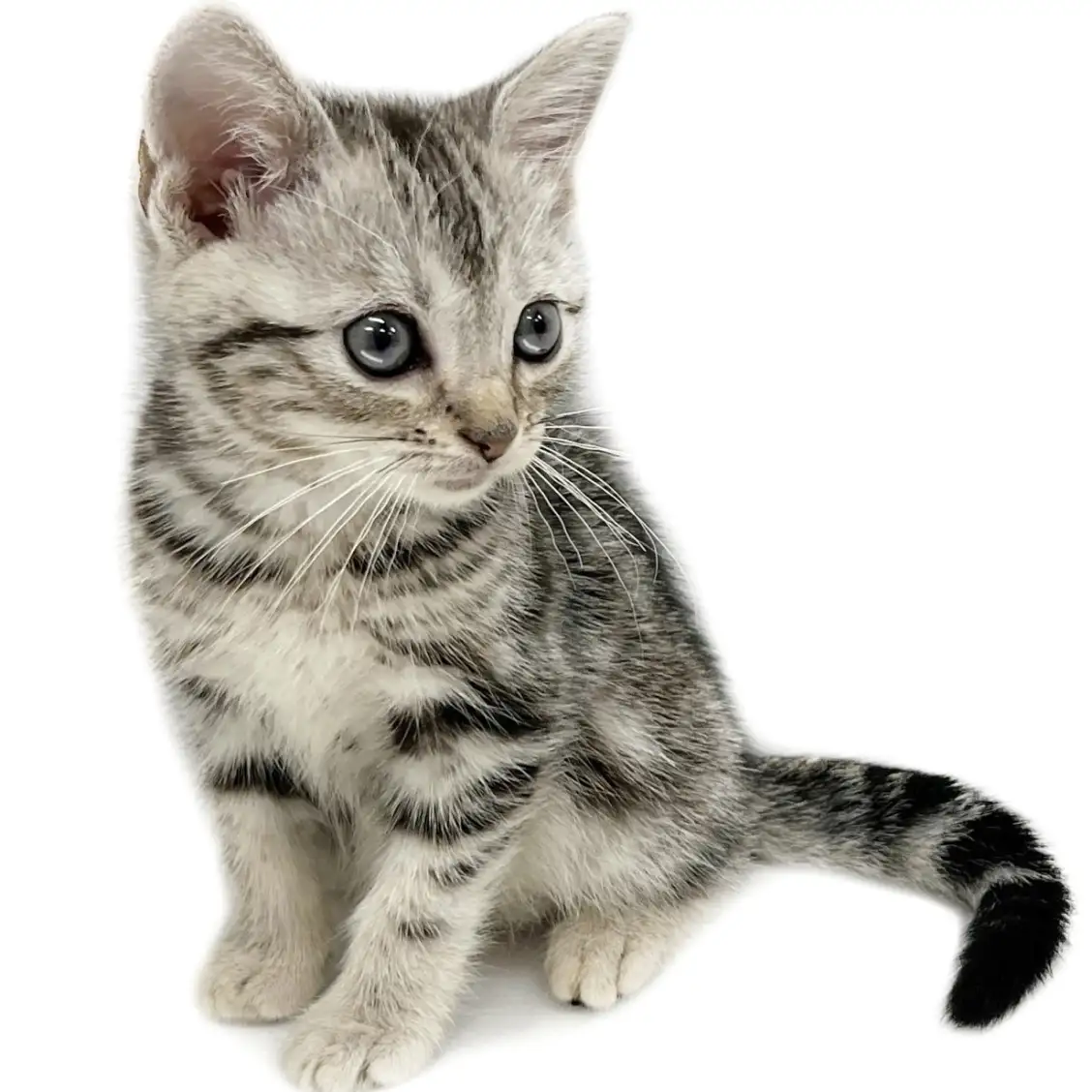 アメリカンショートヘア