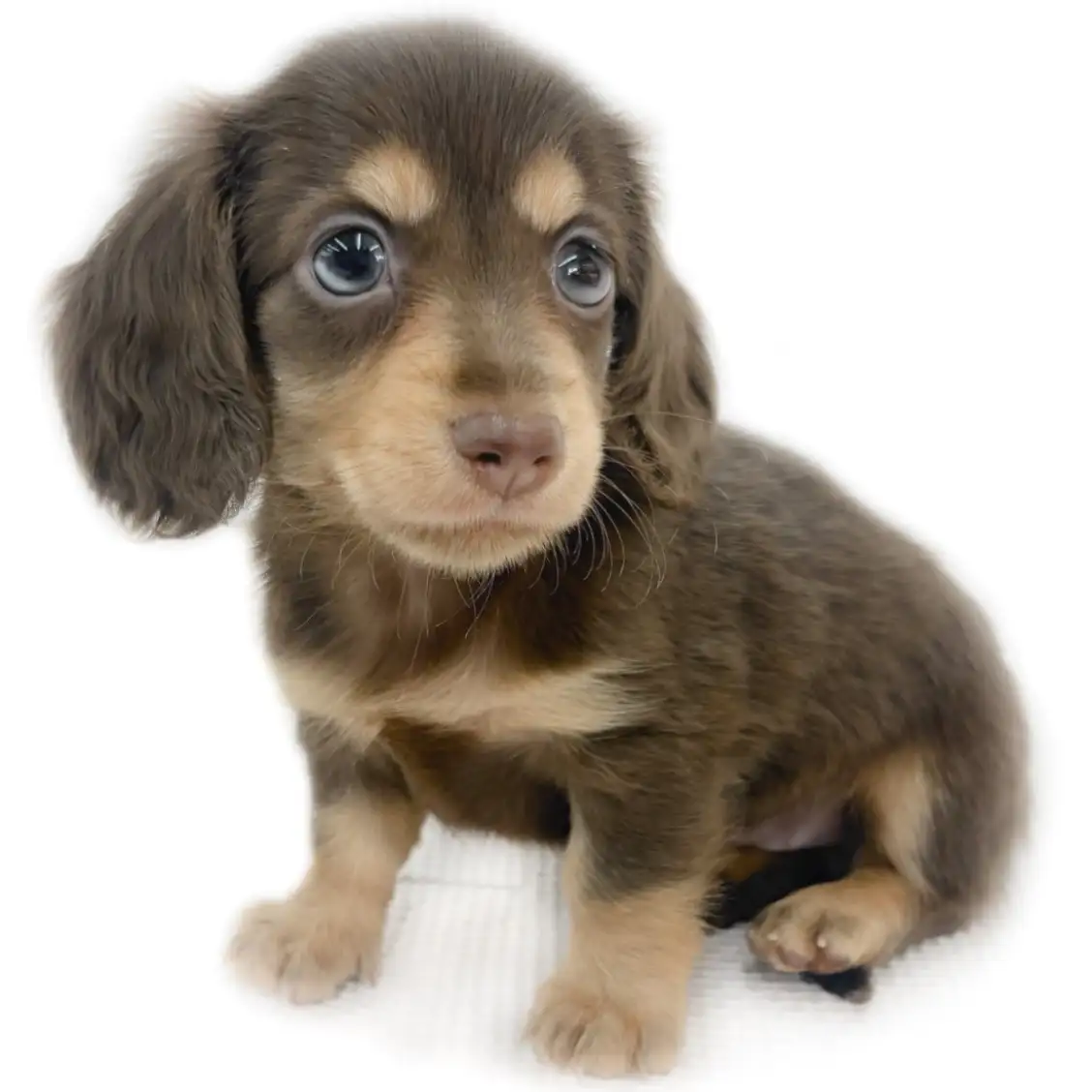 ミニチュア・ダックスフント