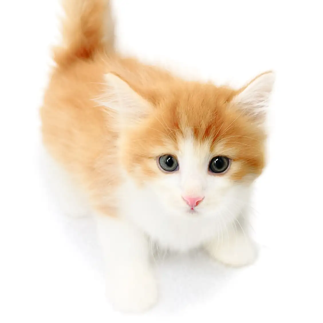 ノルウェージャンフォレストキャット