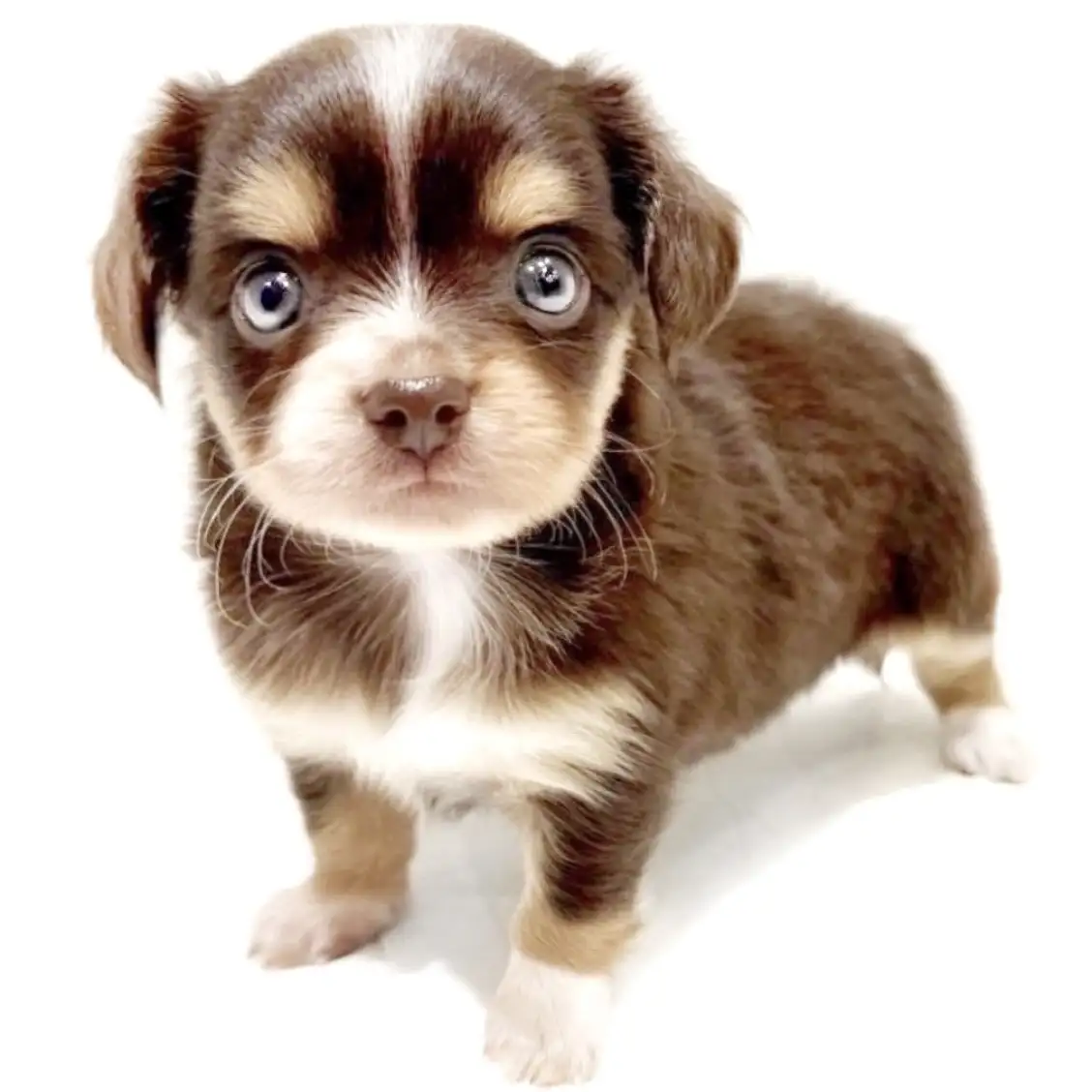 MIX（チワワ×ミニチュアダックスフント）