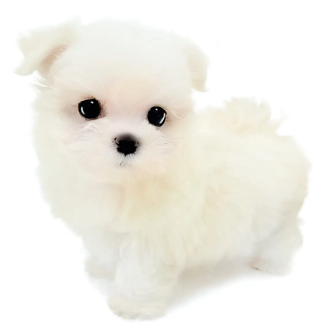 MIX(チワワ×マルチーズ)