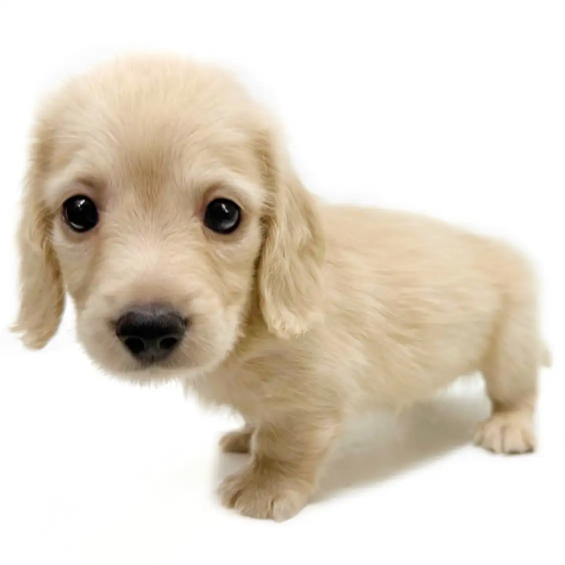 カニンヘン・ダックスフント