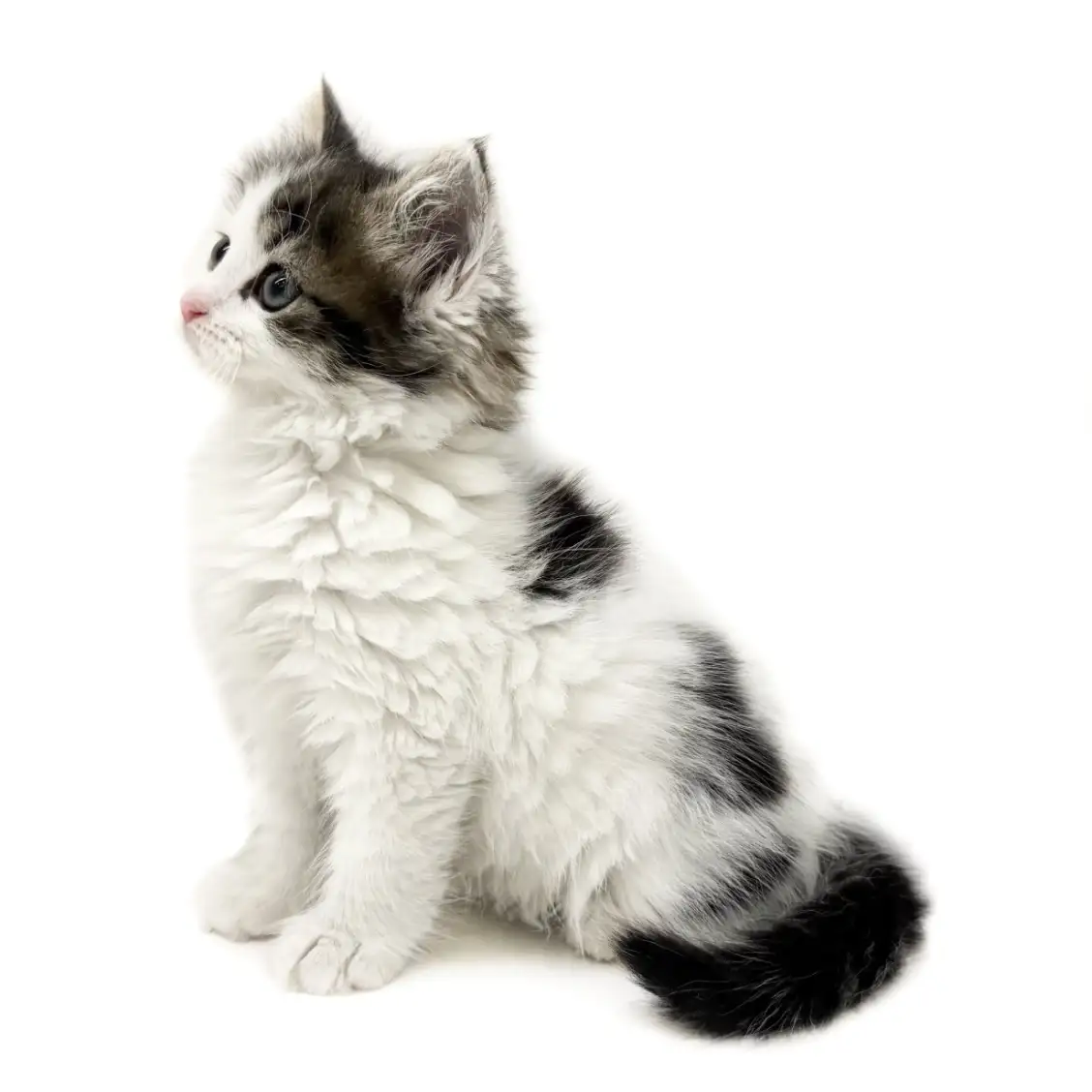 ノルウェージャンフォレストキャット