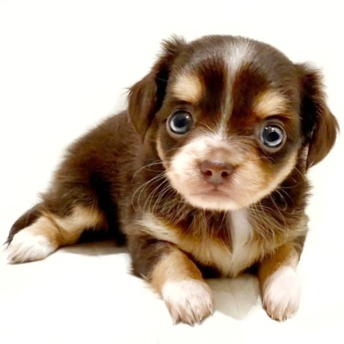 MIX（チワワ×ミニチュアダックスフント）