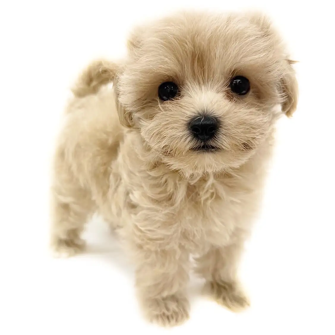 MIX(マルチーズ×トイプードル)