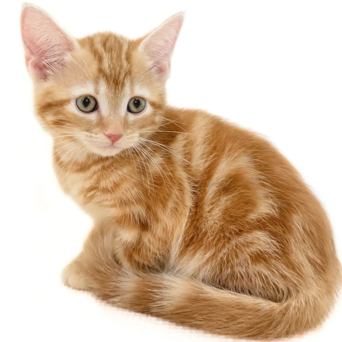 アメリカンショートヘア