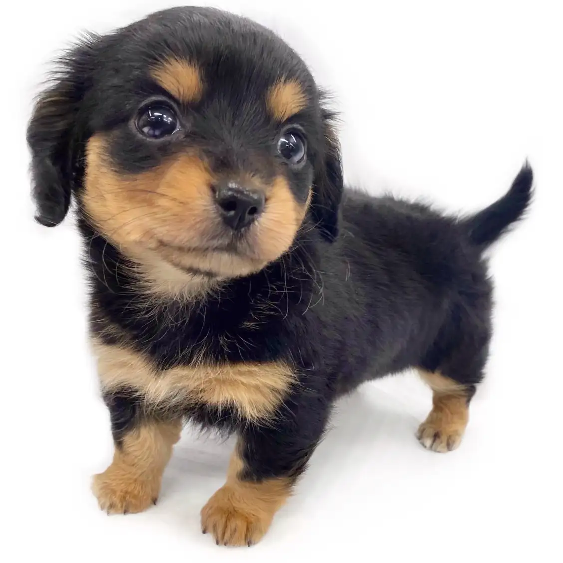 MIX（チワワ×ミニチュアダックスフント）