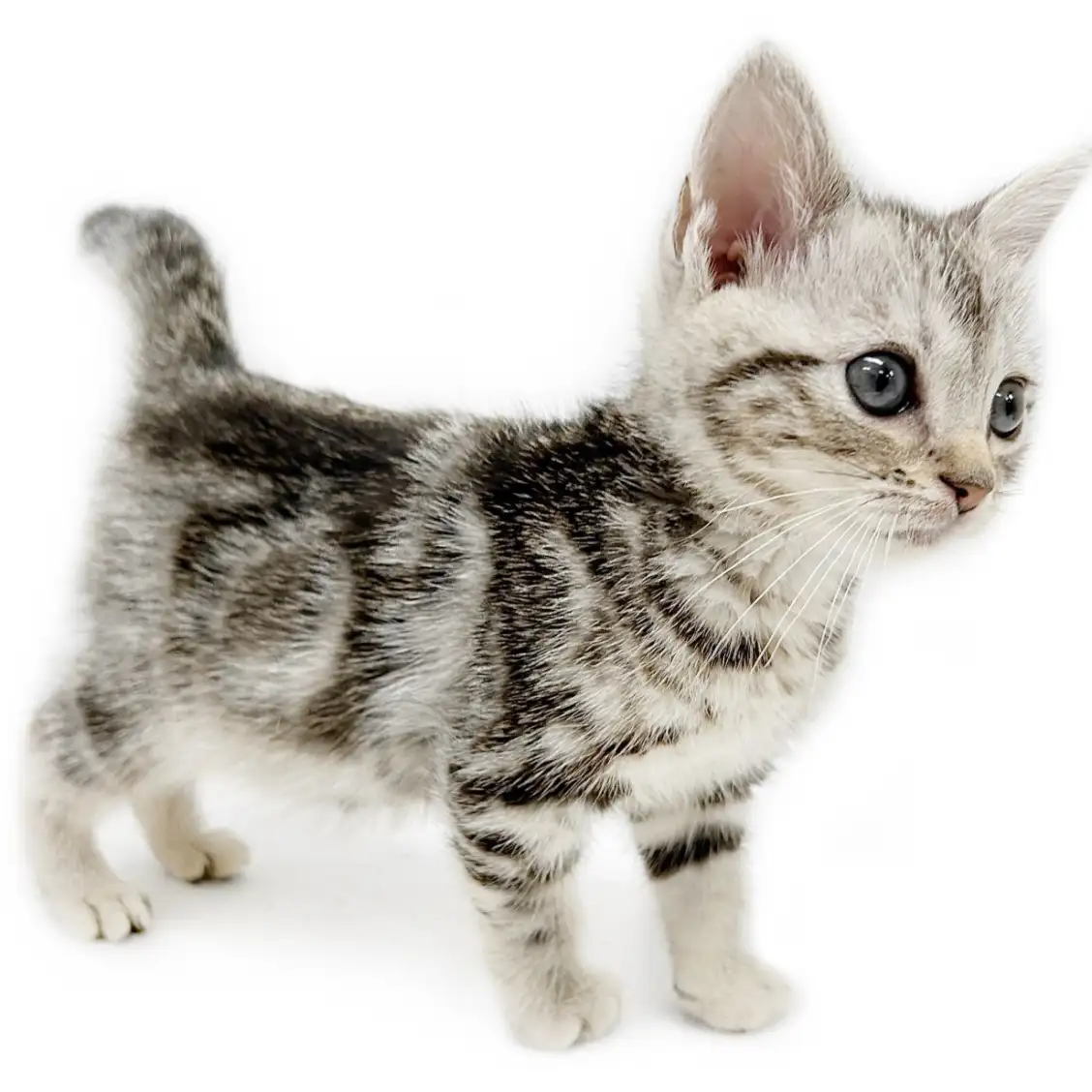 アメリカンショートヘア