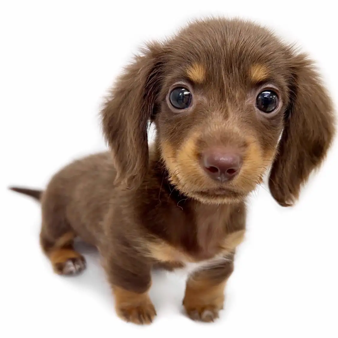 ミニチュア・ダックスフント