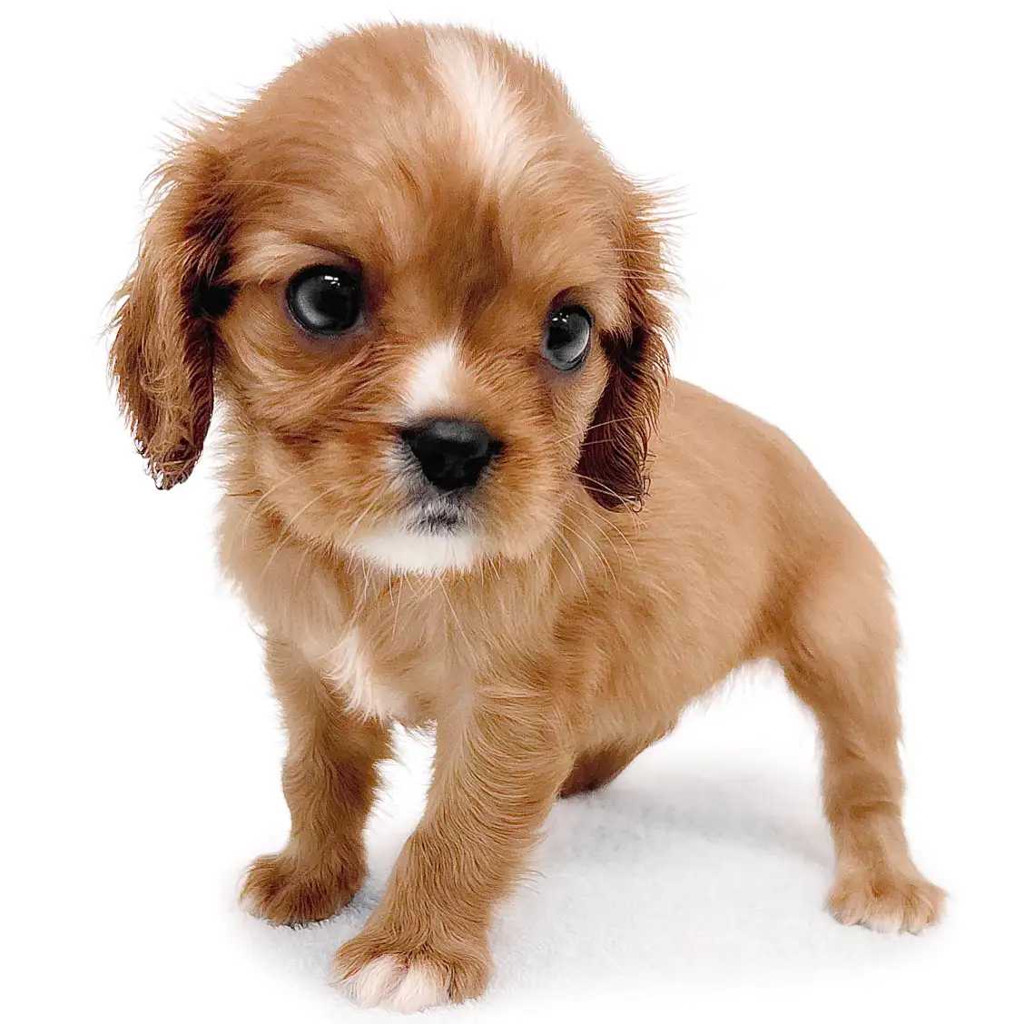 キャバリア・キングチャールズ・スパニエル