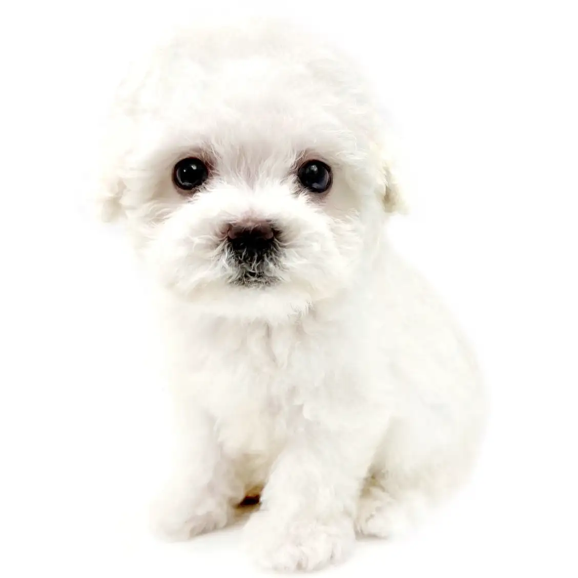 ビションフリーゼ