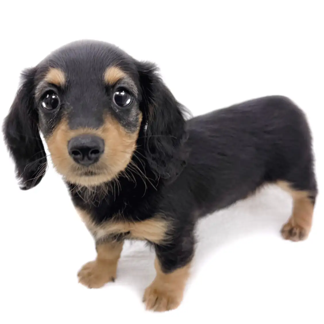 ミニチュア・ダックスフント