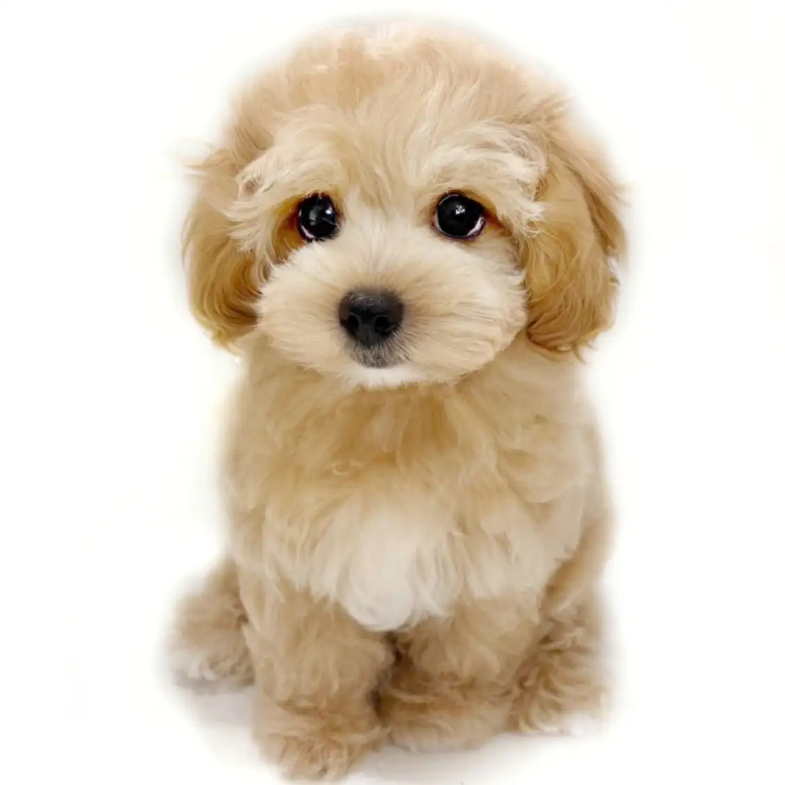 MIX(マルチーズ×トイプードル)