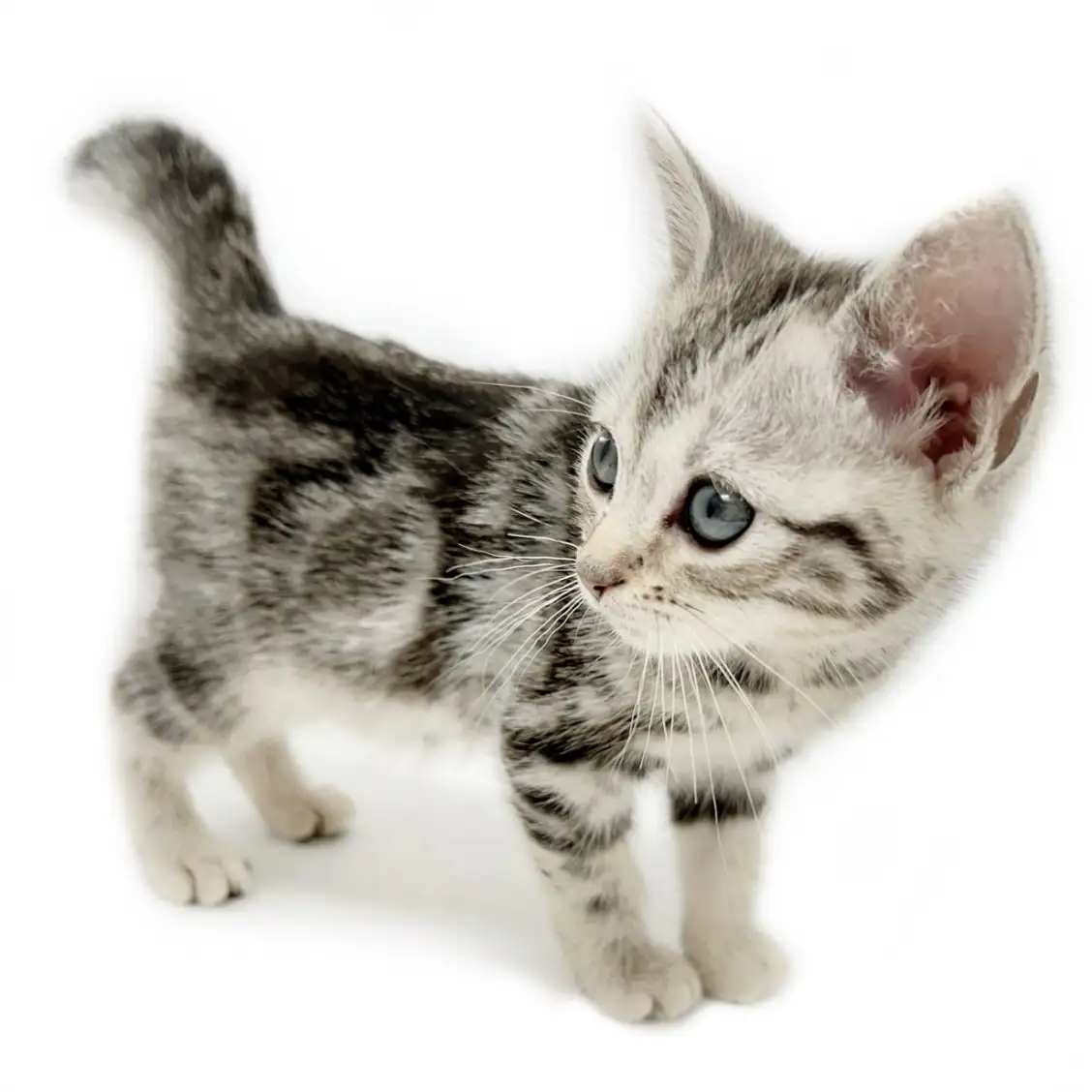 アメリカンショートヘア