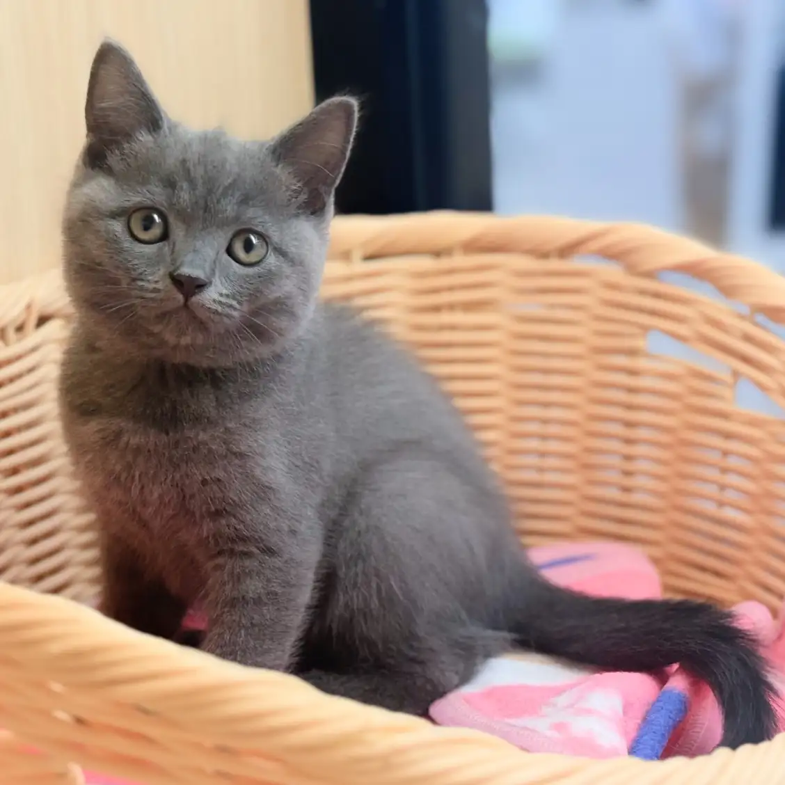 ブリティッシュショートヘア