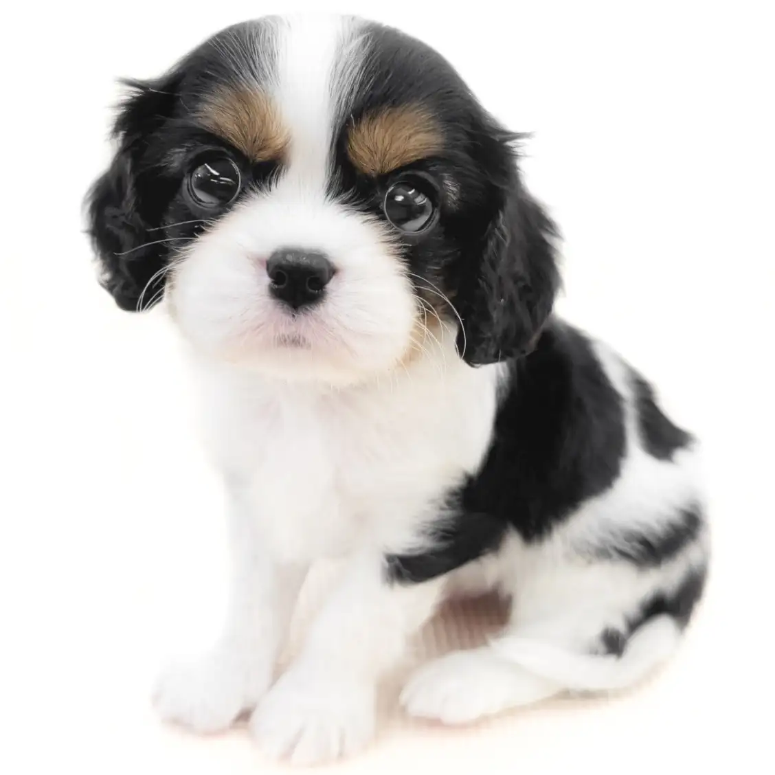 キャバリア・キングチャールズ・スパニエル