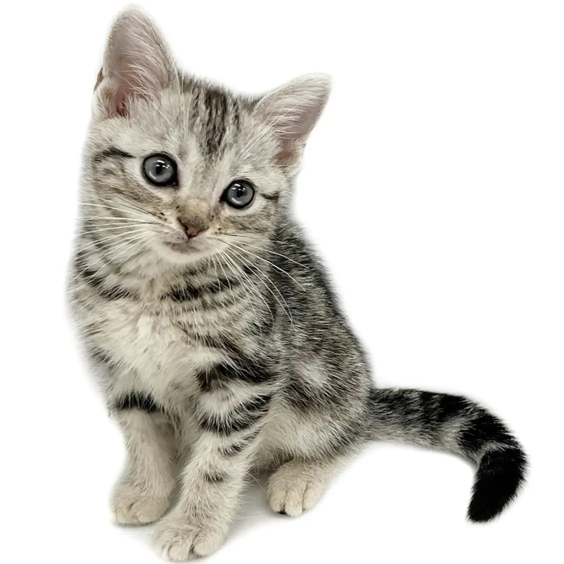 アメリカンショートヘア